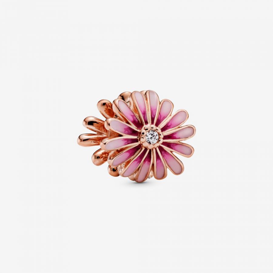 Rose  Charm Rosafarbenes Gänseblümchen Hauptbild