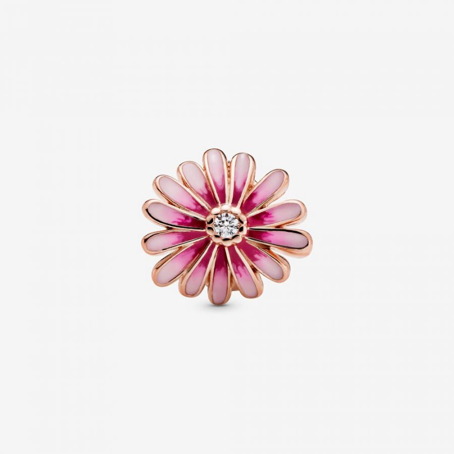 Rose  Charm Rosafarbenes Gänseblümchen